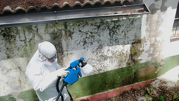 Top rated local Black Mold Remediation specialists in Mill Creek, PA